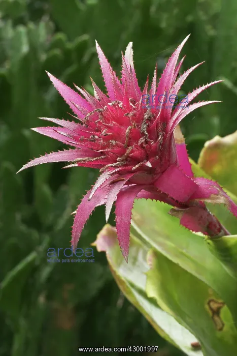 : Aechmea fasciata - bromeliad family, native of Brazil : Aechmea fasciata - bromeliad family, native of Brazil
