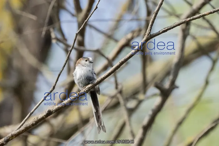 : Aegithalos caudatus, Tulcea, Romania : Aegithalos caudatus, Tulcea, Romania