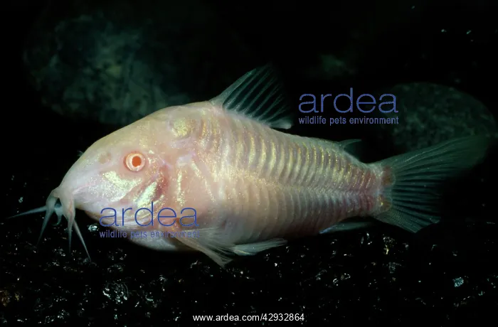 : AENEUS CATFISH - Albino : AENEUS CATFISH - Albino