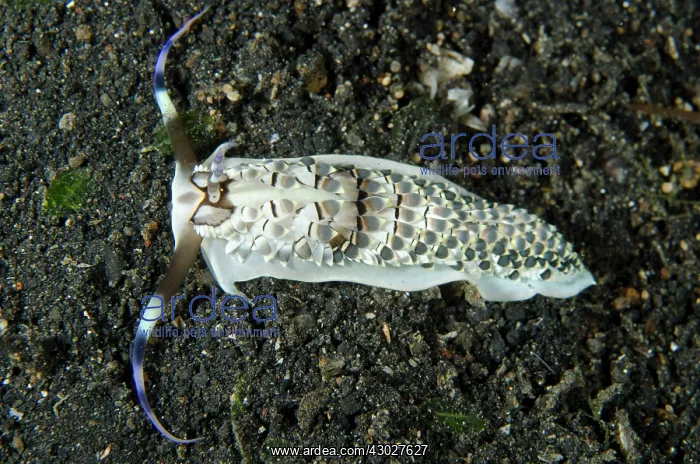  : Aeolid Black-banded Cerberilla Nudibranch