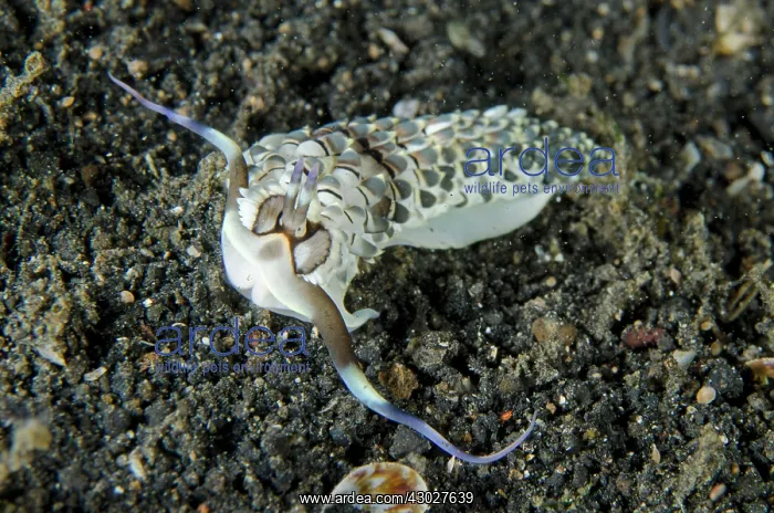 : Aeolid Black-banded Cerberilla Nudibranch : Aeolid Black-banded Cerberilla Nudibranch
