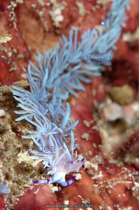 : Aeolid Nudibranch : Aeolid Nudibranch