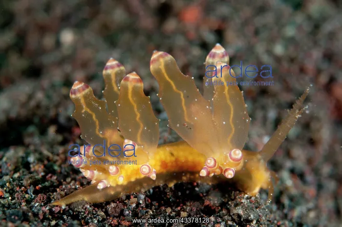: Aeolid Nudibranch : Aeolid Nudibranch