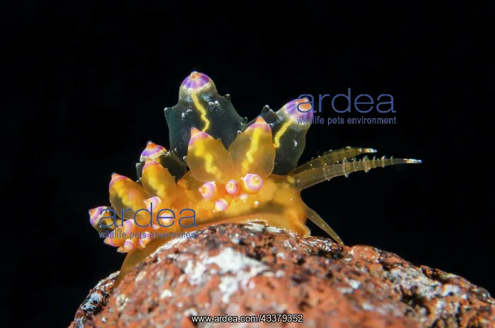 : Aeolid Nudibranch : Aeolid Nudibranch