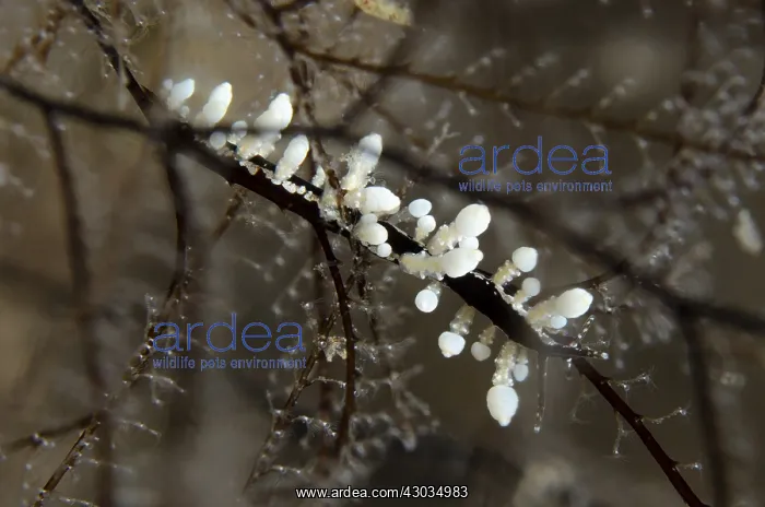  : Aeolid Nudibranch - in coral - Ghost Bay dive