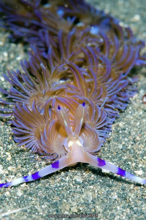 : Aeolid Nudibranch crawling on black sand : Aeolid Nudibranch crawling on black sand