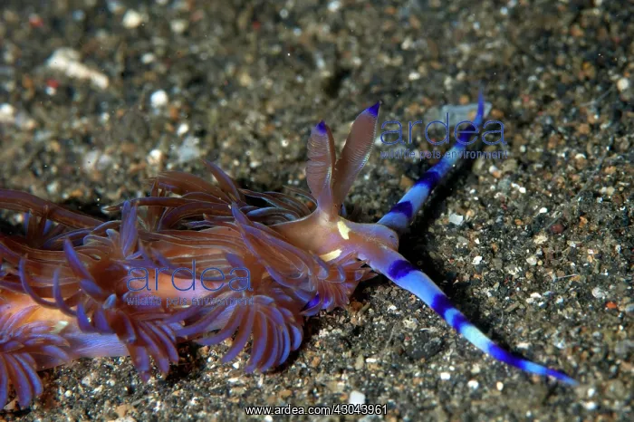 : Aeolid Nudibranch crawling on black sand : Aeolid Nudibranch crawling on black sand
