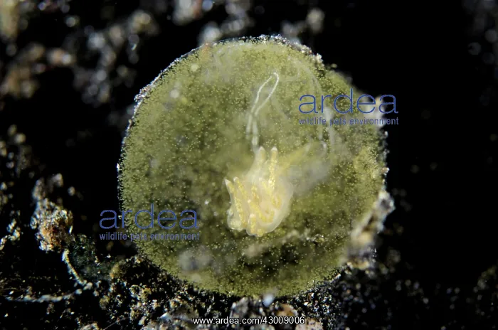 : Aeolid Nudibranch in egg sac Hei Nus dive site : Aeolid Nudibranch in egg sac Hei Nus dive site
