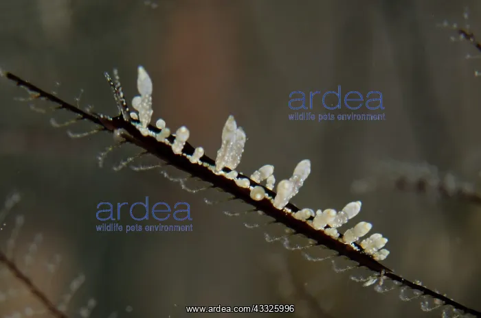 : Aeolid Nudibranch - on Hydroid (Hydrozoa Class) : Aeolid Nudibranch - on Hydroid (Hydrozoa Class)