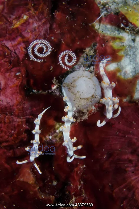 : Aeolid Nudibranches with eggs : Aeolid Nudibranches with eggs