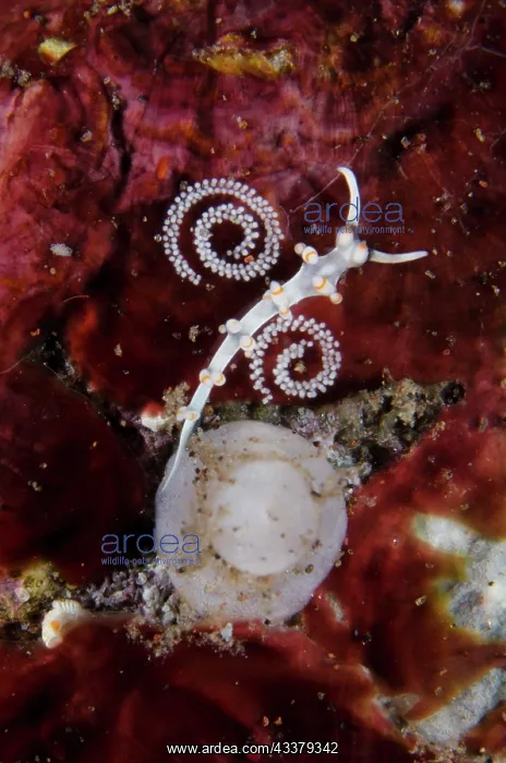: Aeolid Nudibranches with eggs : Aeolid Nudibranches with eggs