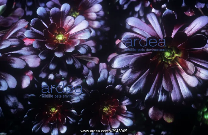 : Aeonium, Aeonium arboreum Schwarzkopf : Aeonium, Aeonium arboreum Schwarzkopf