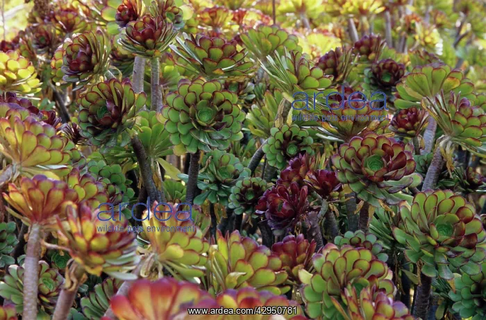 : Aeonium, Aeonium arboreum Schwarzkopf : Aeonium, Aeonium arboreum Schwarzkopf