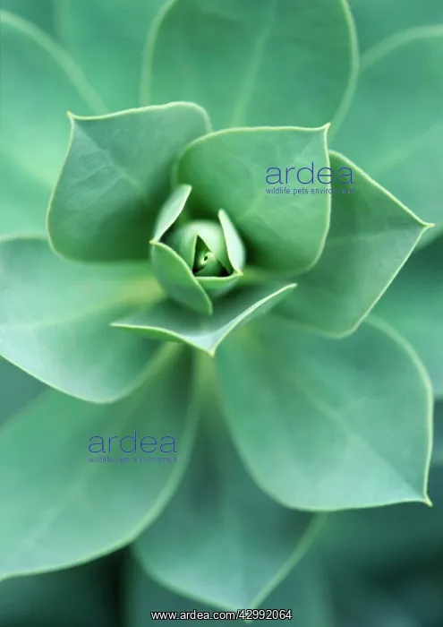 : Aeonium, Aeonium haworthii : Aeonium, Aeonium haworthii