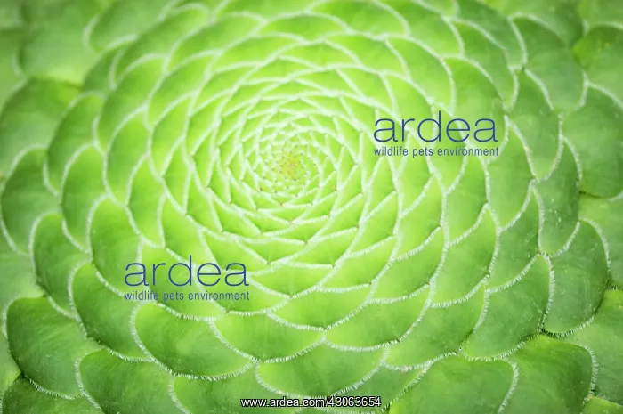 : Aeonium, Aeonium tabuliforme : Aeonium, Aeonium tabuliforme