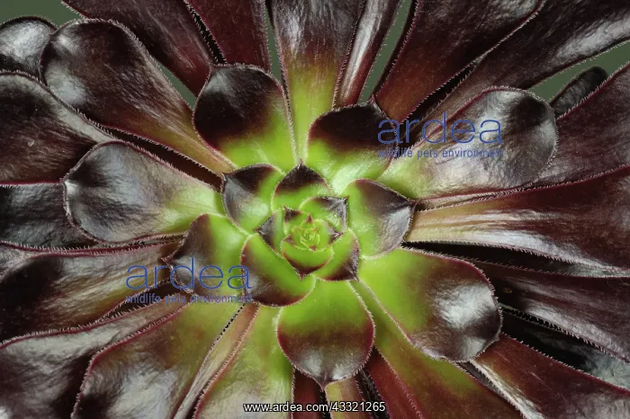 : Aeonium arboreum : Aeonium arboreum