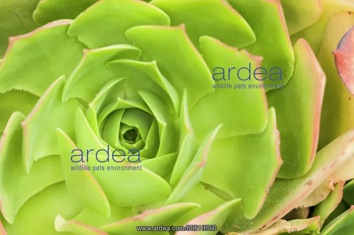 : Aeonium glutinosum, rosette particular, Liguria, Italy : Aeonium glutinosum, rosette particular, Liguria, Italy