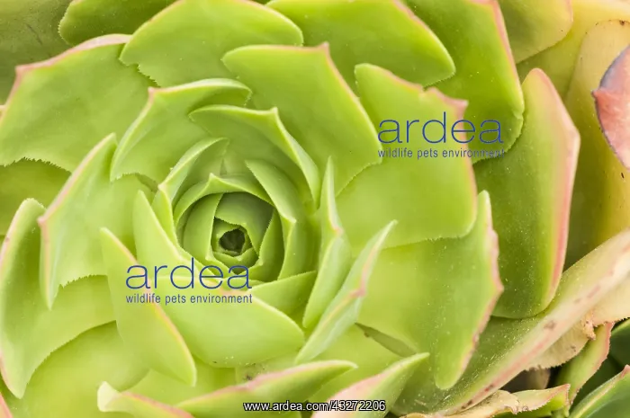 : Aeonium glutinosum, rosette particular, Liguria : Aeonium glutinosum, rosette particular, Liguria