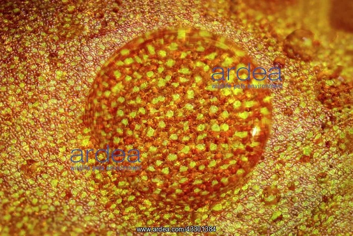 : Aeonium Leaf with water drop : Aeonium Leaf with water drop