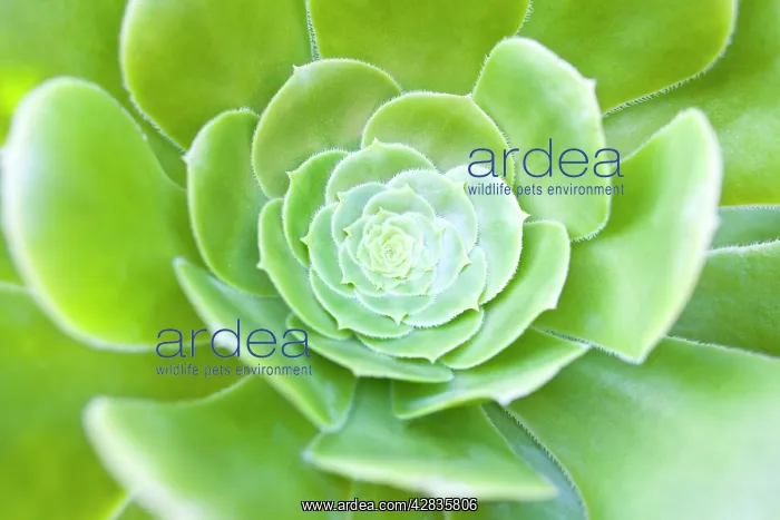  : Aeonium Leaves