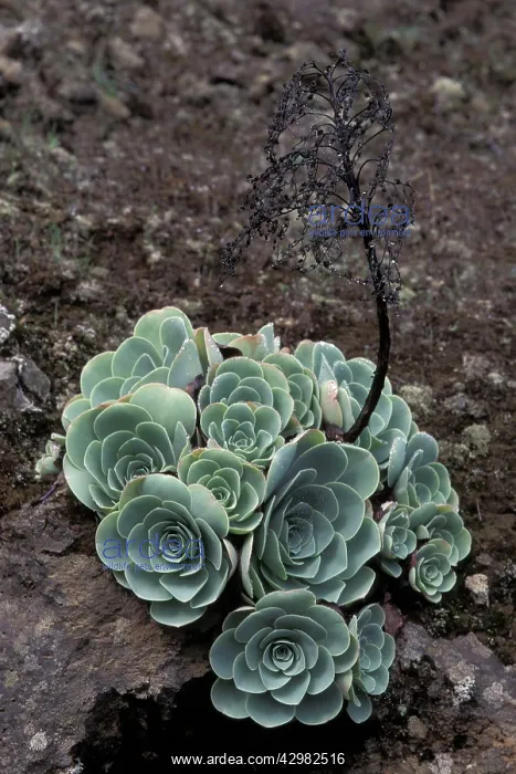 : Aeonium - Macaronesia - Growing on volcanic soil : Aeonium - Macaronesia - Growing on volcanic soil