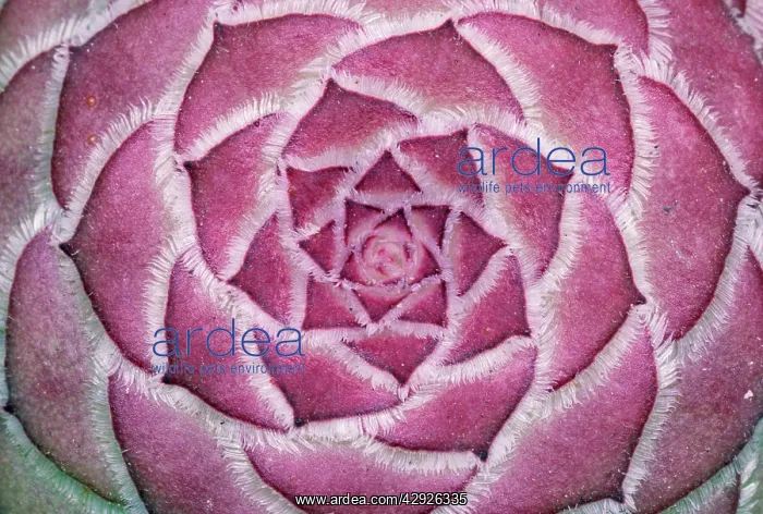 : Aeonium tabuliforme : Aeonium tabuliforme