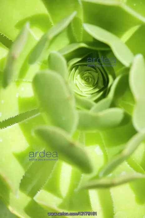 : Aeonium, Tree aeonium, Aeonium arboreum, close up showing pa : Aeonium, Tree aeonium, Aeonium arboreum, close up showing pa
