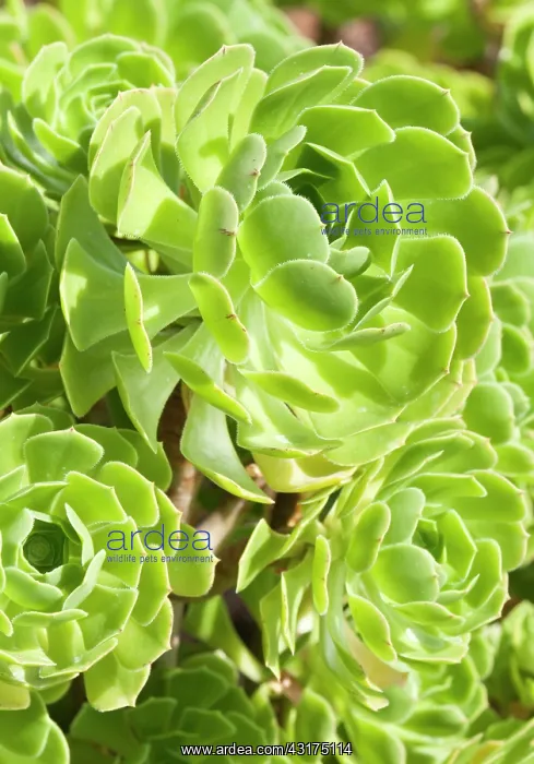 : Aeonium, Tree aeonium, Aeonium arboreum, close up showing pa : Aeonium, Tree aeonium, Aeonium arboreum, close up showing pa