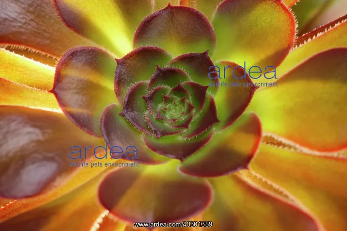 : Aeonium Voodoo Leaves - Norfolk UK : Aeonium Voodoo Leaves - Norfolk UK