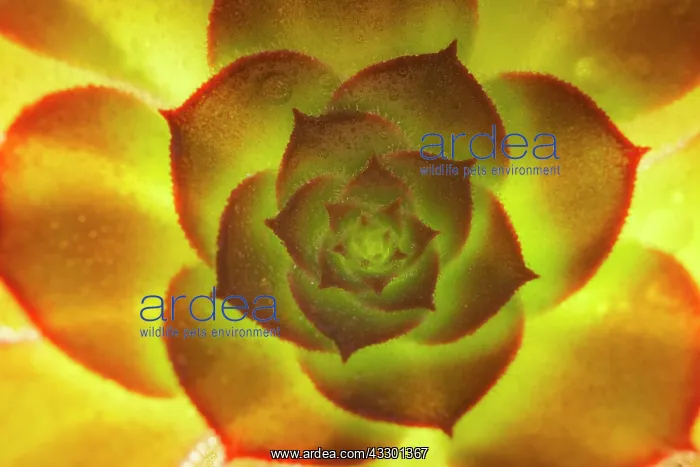 : Aeonium Voodoo Leaves - Norfolk UK : Aeonium Voodoo Leaves - Norfolk UK