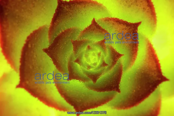  : Aeonium Voodoo Leaves - Norfolk UK