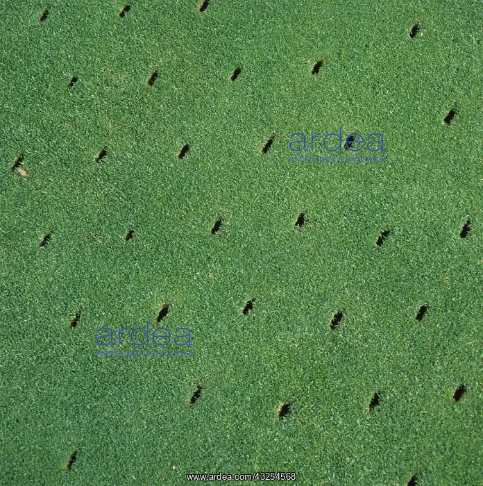 : Aeration holes in turf grass : Aeration holes in turf grass