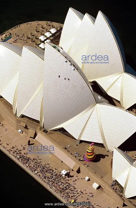 : Aerial - Abseilers descend Sydney Opera House : Aerial - Abseilers descend Sydney Opera House