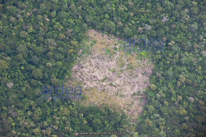 : Aerial of Amazon forest clear cutting : Aerial of Amazon forest clear cutting