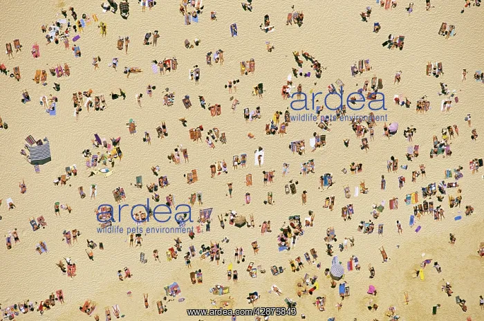 : Aerial - Beachgoers, Bondi Beach on a fine day : Aerial - Beachgoers, Bondi Beach on a fine day