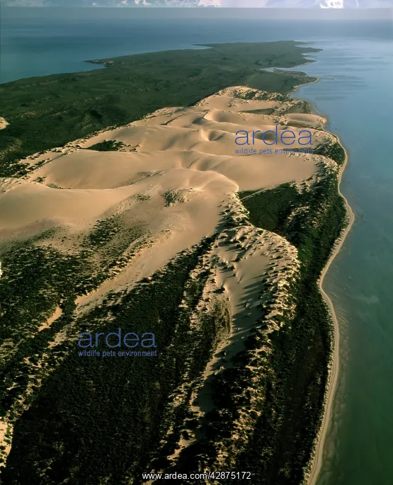 : Aerial - Bellefin Prong sand dunes : Aerial - Bellefin Prong sand dunes