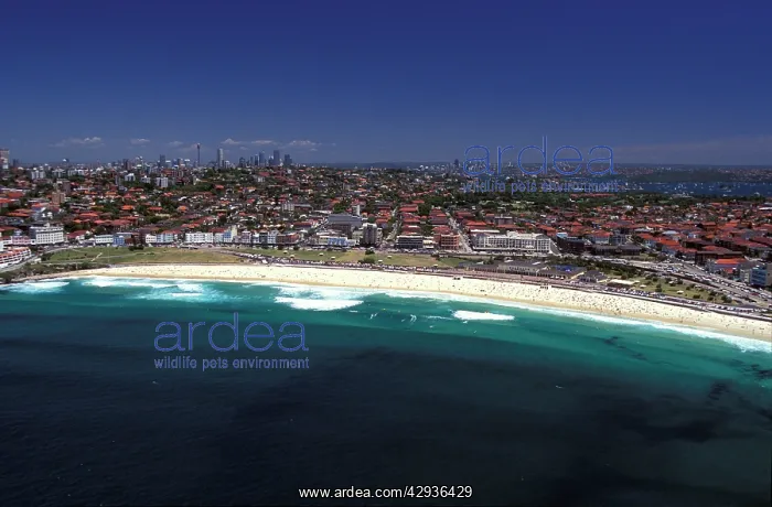 : Aerial: Bondi Beach, Sydney, New South Wales, Australia : Aerial: Bondi Beach, Sydney, New South Wales, Australia