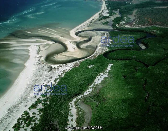 : Aerial - Boucaut Bay river mouth, sandy beach & mangroves : Aerial - Boucaut Bay river mouth, sandy beach & mangroves