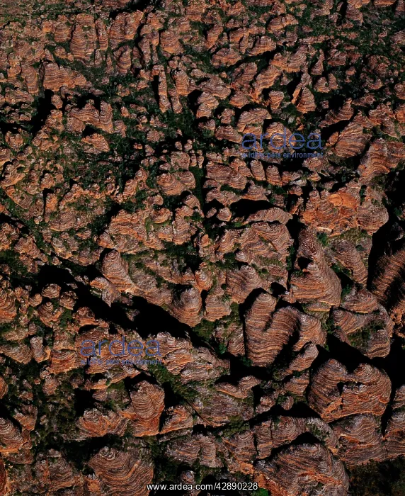 : Aerial - Bungle Bungle Range almost vertical shot : Aerial - Bungle Bungle Range almost vertical shot