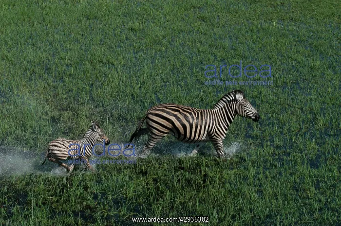  : Aerial of Burchell's  /  Common  /  Plain Zebra and foal Running