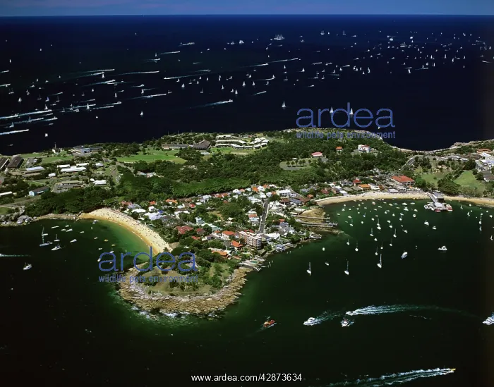 : Aerial of Camp Cove, Laings Point and Watsons Bay : Aerial of Camp Cove, Laings Point and Watsons Bay