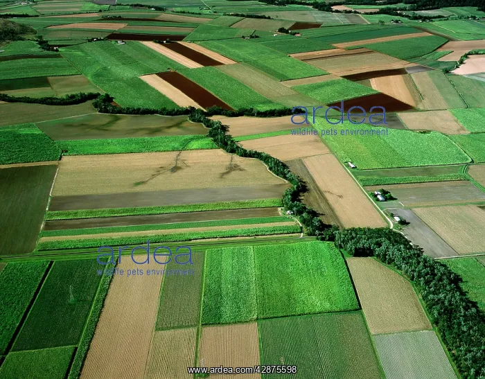: Aerial - Canefields near Cairns : Aerial - Canefields near Cairns