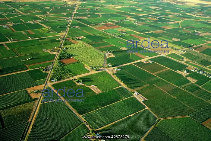 : Aerial - Citrus and apricot orchards : Aerial - Citrus and apricot orchards