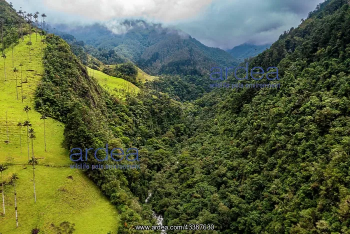 : Aerial of the Cocora valley, Unesco site coffee : Aerial of the Cocora valley, Unesco site coffee