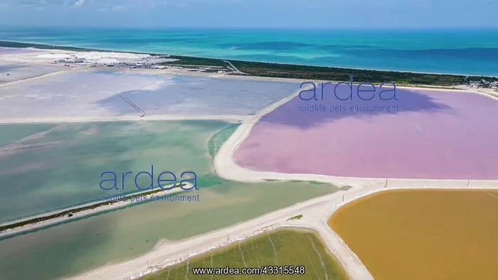 : Aerial of the colourful salinas of Las Coloradas : Aerial of the colourful salinas of Las Coloradas