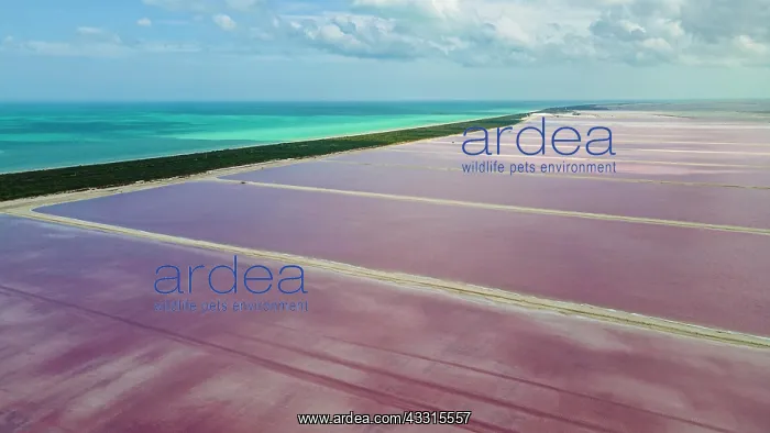 : Aerial of the colourful salinas of Las Coloradas : Aerial of the colourful salinas of Las Coloradas