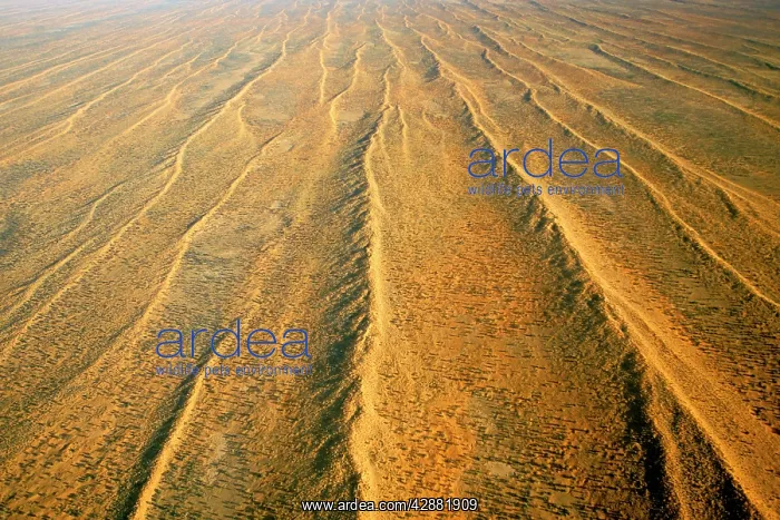 : Aerial of dunefields, sand dunes and claypans in : Aerial of dunefields, sand dunes and claypans in