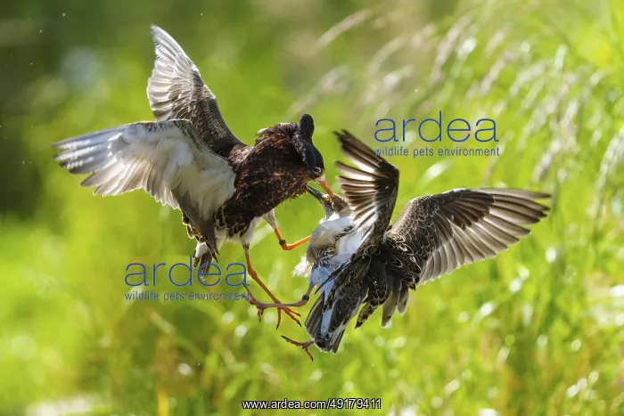 : Aerial fight between two ruffs : Aerial fight between two ruffs