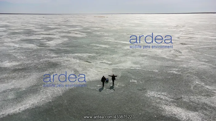 : Aerial of fisherman walking on lake Tengiz, Korg : Aerial of fisherman walking on lake Tengiz, Korg
