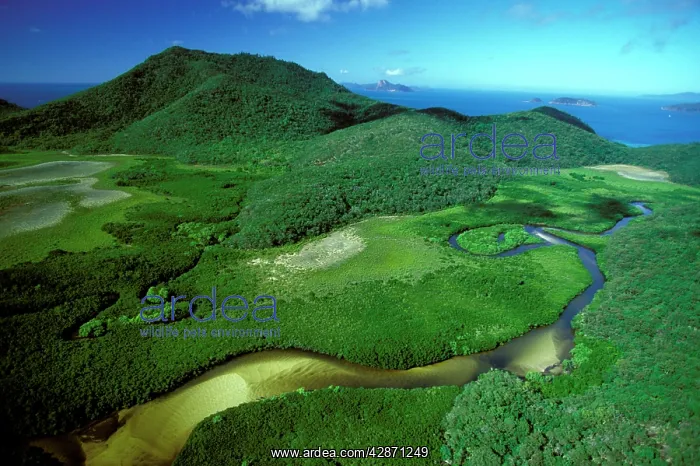 : Aerial - Hill Inlet with mangroves : Aerial - Hill Inlet with mangroves